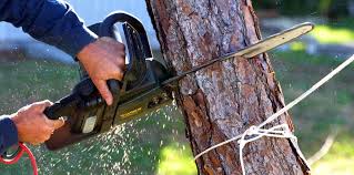 Best Lawn Pest Prevention  in Glen Rock, NJ