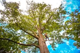 Best Utility Line Clearance  in Glen Rock, NJ