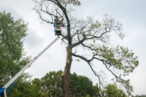 Best Stump Grinding and Removal  in Glen Rock, NJ