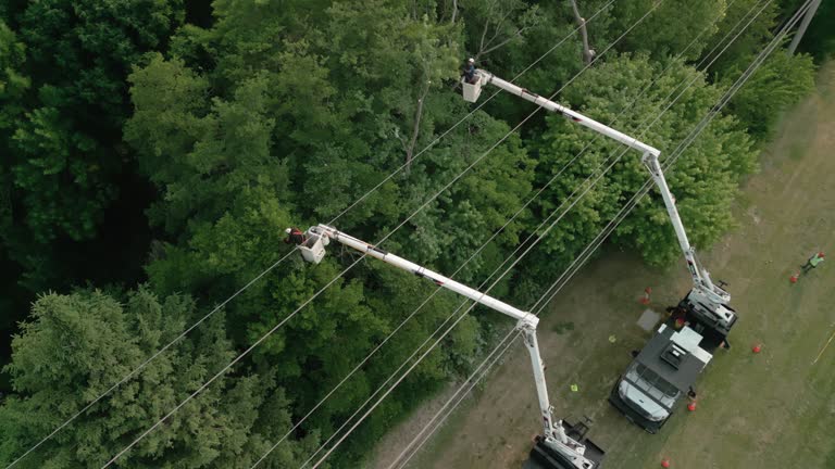 Best Tree Trimming and Pruning  in Glen Rock, NJ