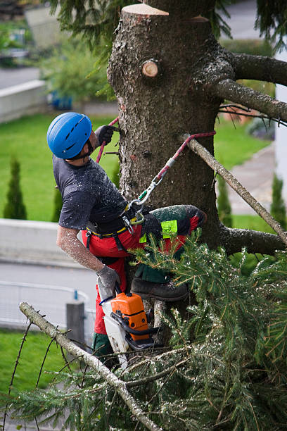 Best Tree Removal  in Glen Rock, NJ