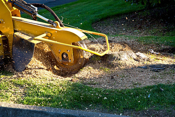 Lawn Pest Prevention in Glen Rock, NJ