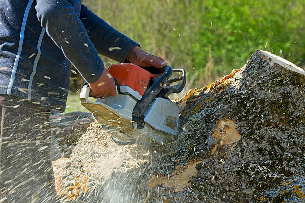 Best Lawn Irrigation Installation and Maintenance  in Glen Rock, NJ