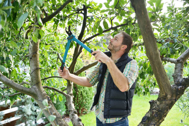 Best Root Management and Removal  in Glen Rock, NJ